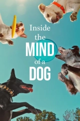 Köpeklerin Aklından Neler Geçiyor